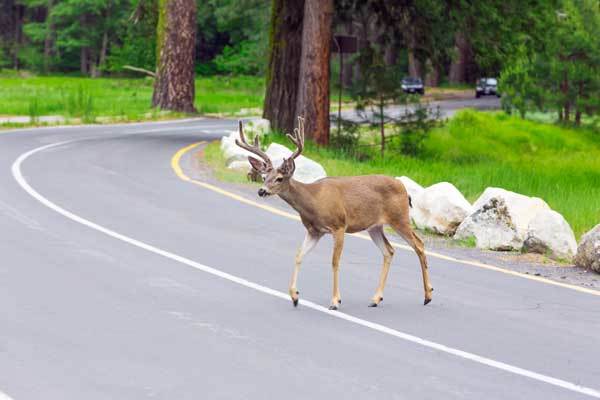 wildlife crossing the road